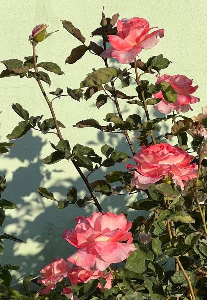 Rosales floreciendo en un jardín de Pergamino