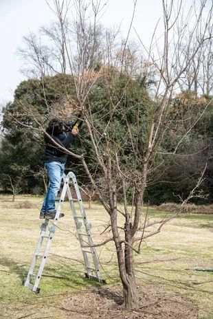 Jardinero de La Romería podando un árbol desde una escalera