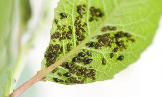 Hoja atacada por pulgones, ejemplo típico de plaga en jardines