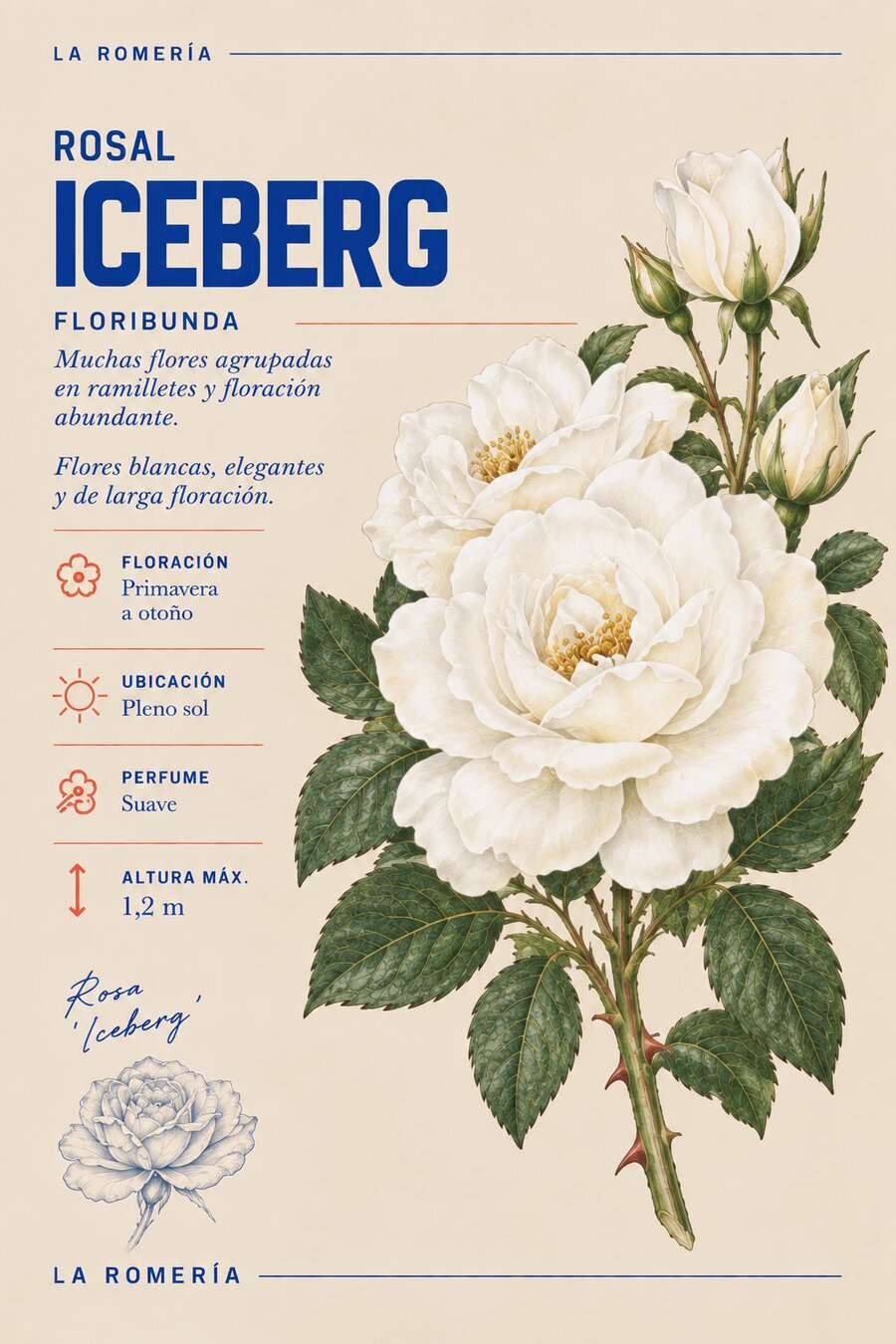 Ficha botánica del rosal Iceberg — Floribunda