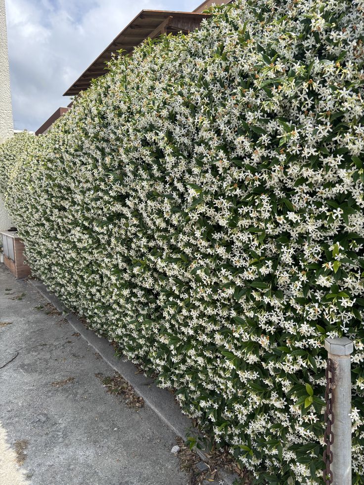 Cerco vivo de Jazmín de leche en flor, cubierto de flores blancas perfumadas