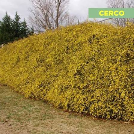 Cerco de Jazmín amarillo con follaje y flores de intenso color amarillo