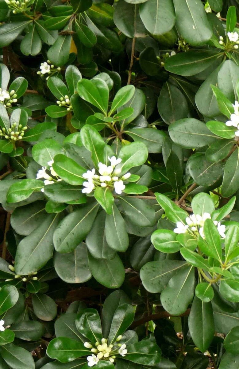 Cerco vivo de Azarero con flores blancas perfumadas y follaje verde brillante