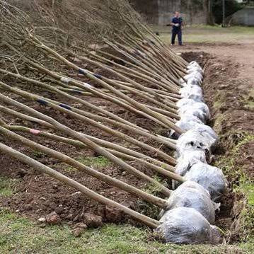 Árboles extraídos con el terrón protegido alrededor de sus raíces