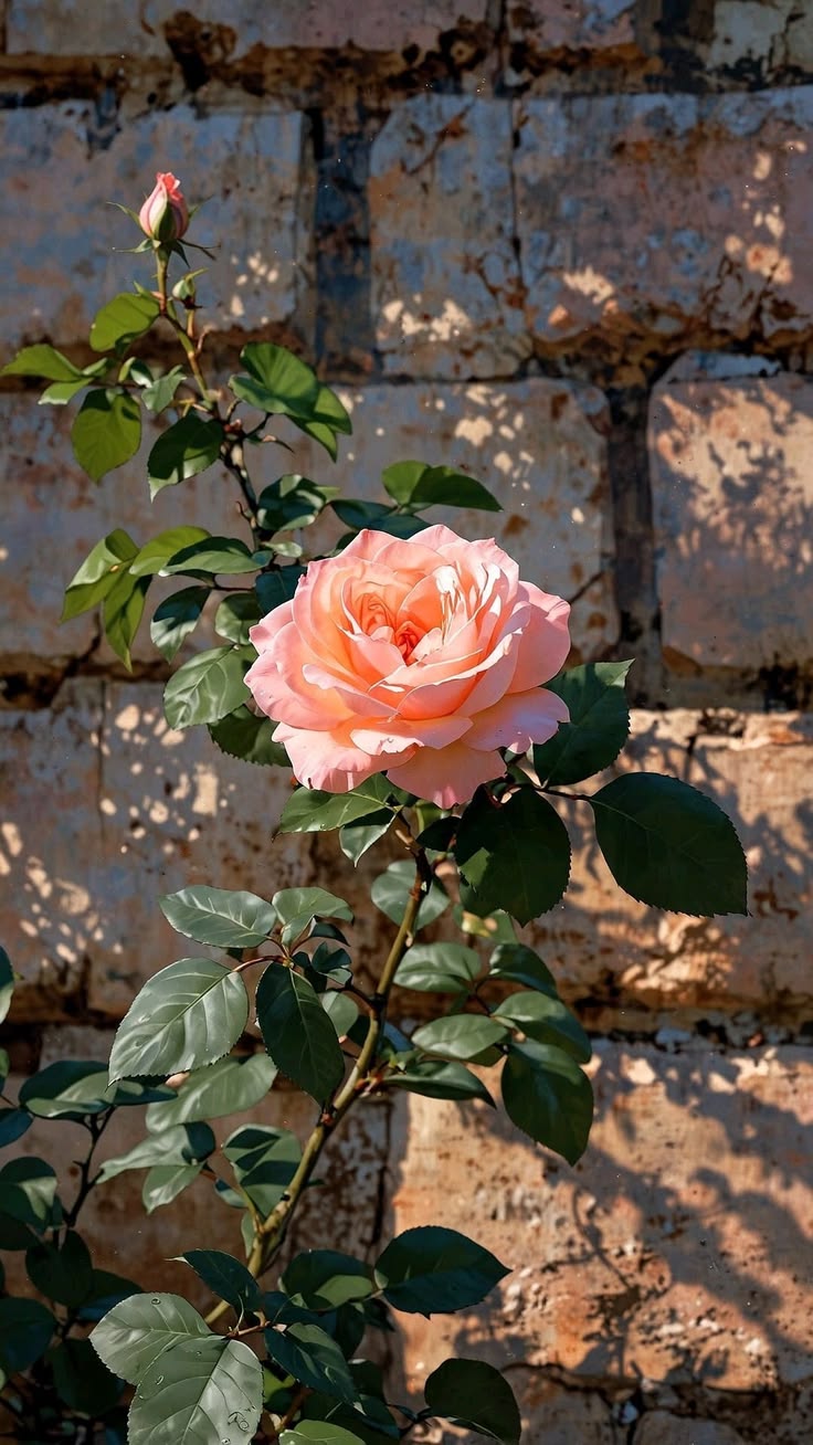 Rosal en flor en La Romería, vivero de Pergamino