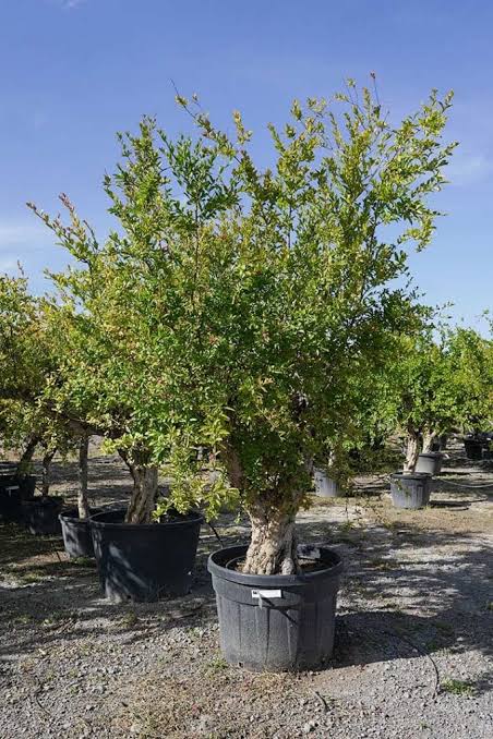 Árbol desarrollado en maceta dentro de un vivero