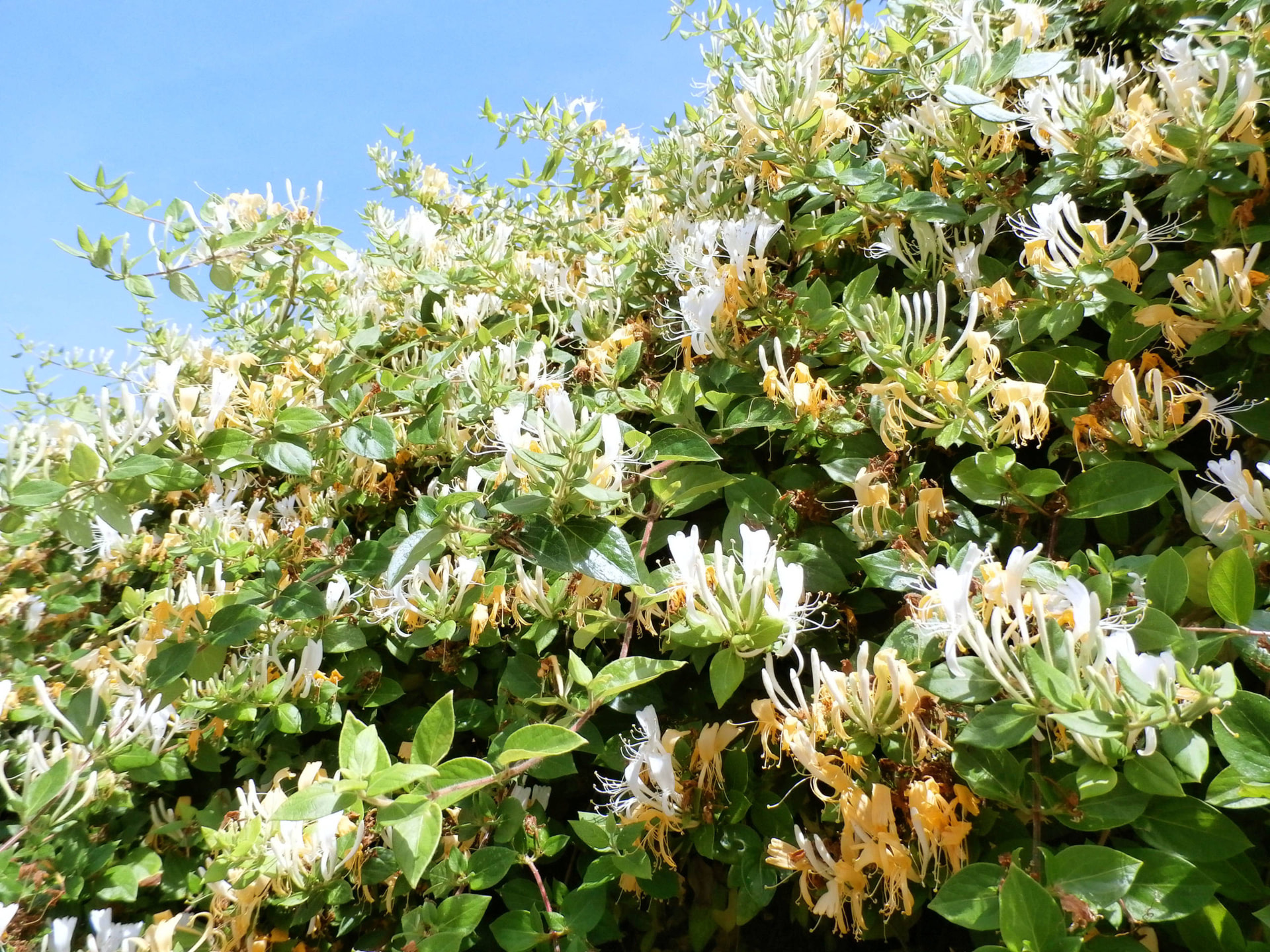 Cerco vivo de Madreselva en flor, cubierto de flores blancas y amarillas perfumadas