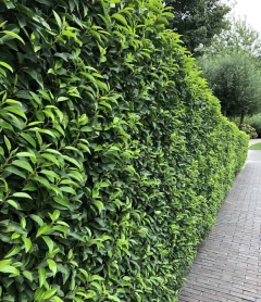 Cerco vivo clásico de Ligustro denso y verde, bien podado