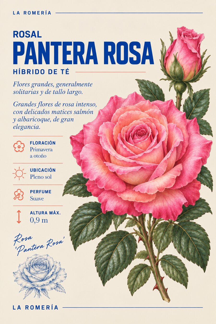 Ficha botánica del rosal Pantera Rosa — Híbrido de té