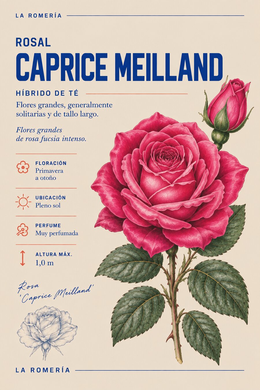 Ficha botánica del rosal Caprice Meilland — Híbrido de té