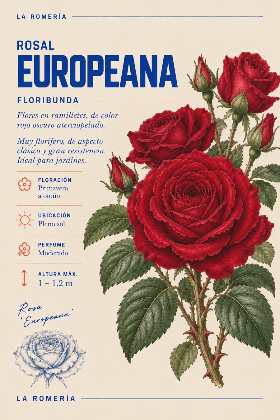 Ficha botánica del rosal Europeana — Floribunda