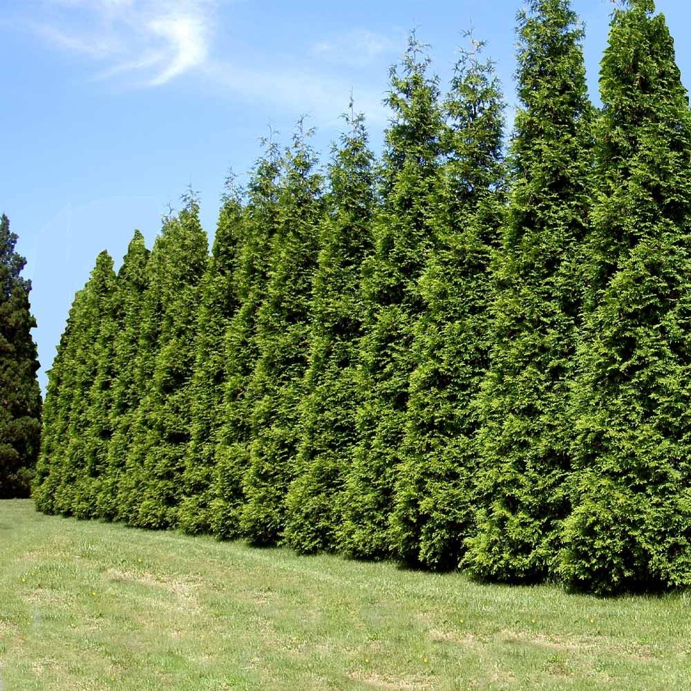 Cerco alto y denso de Thuja o tuya verde intenso, con forma piramidal
