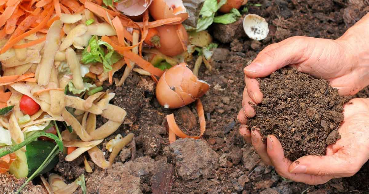 Manos mostrando compost maduro junto a restos orgánicos para abonar césped
