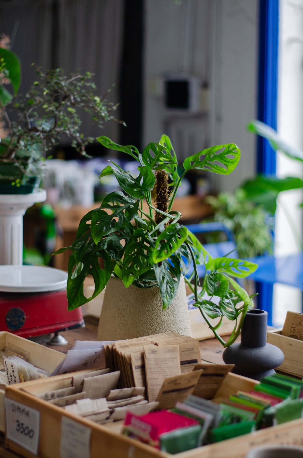 Monstera y caja de semillas