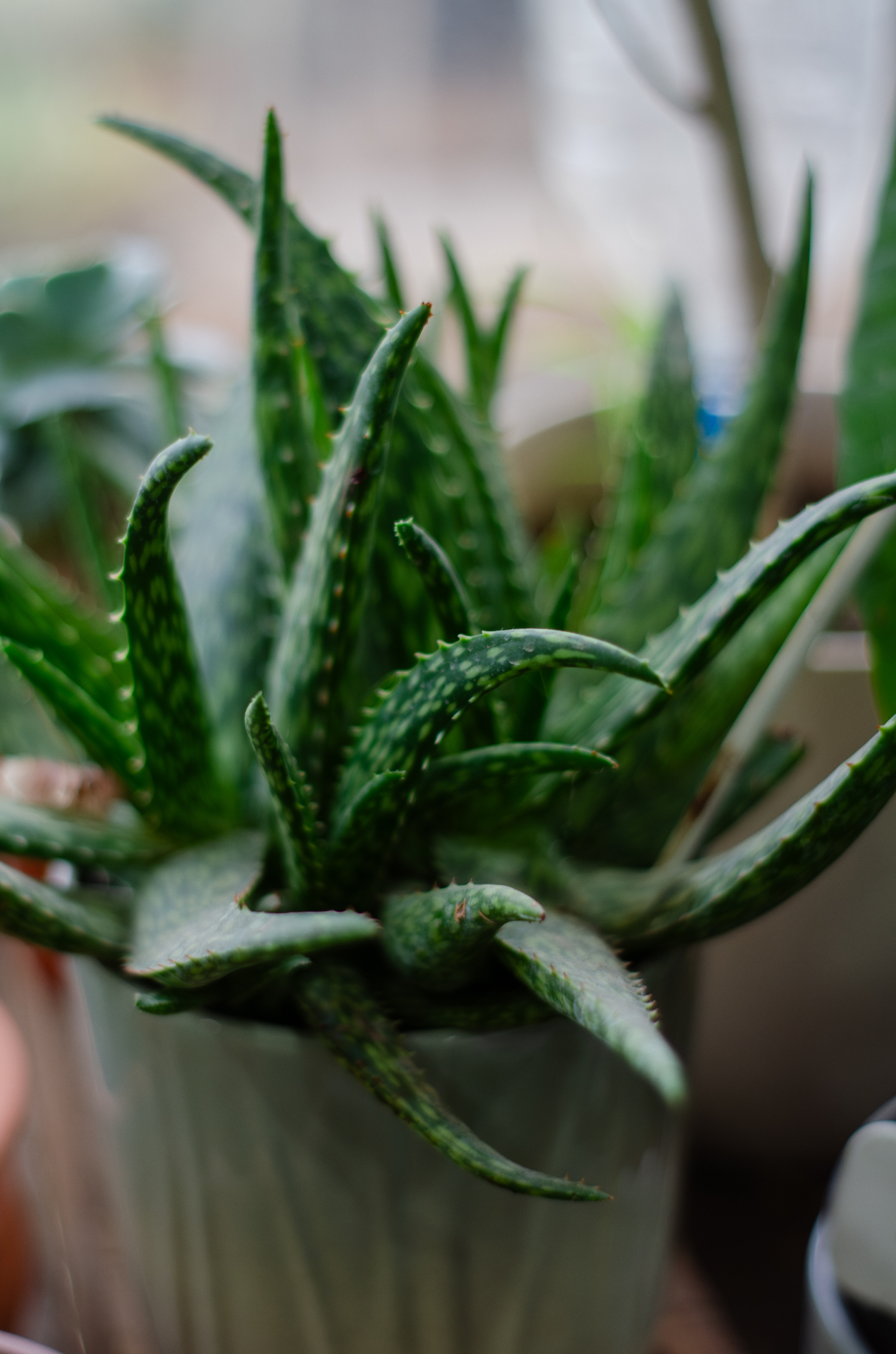 Aloe en maceta