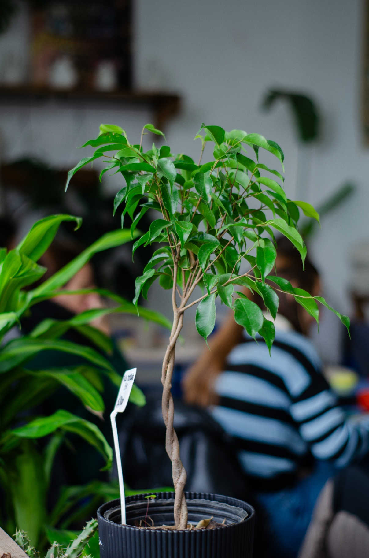Ficus benjamina en maceta