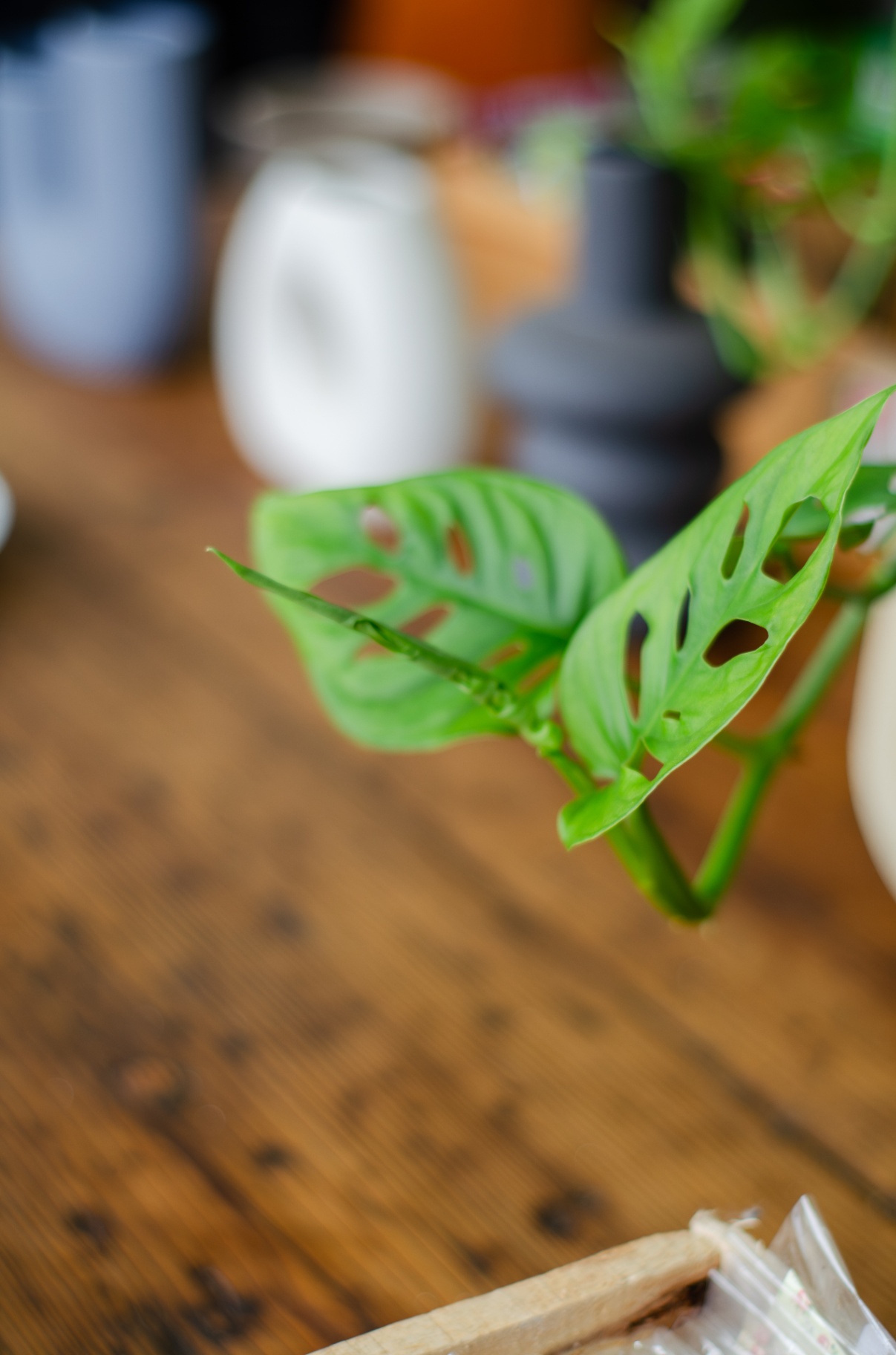 Detalle de hoja verde