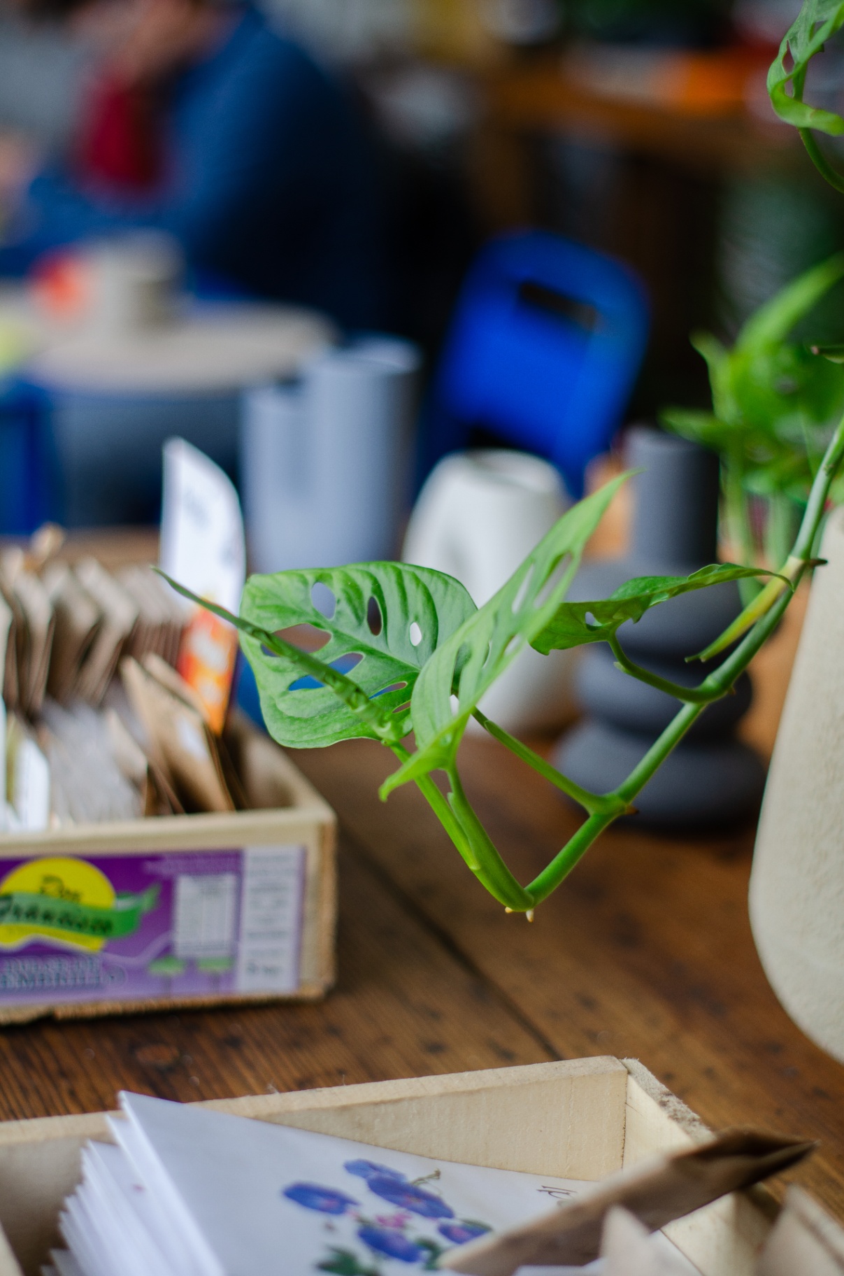 Hoja de monstera
